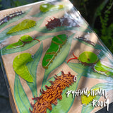 Sticker #076 - Caterpillars